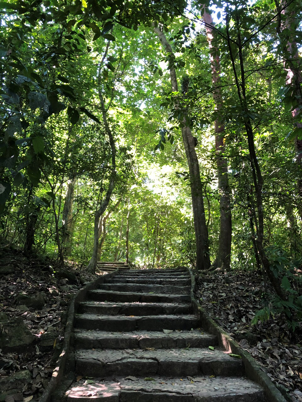 Vereda verde