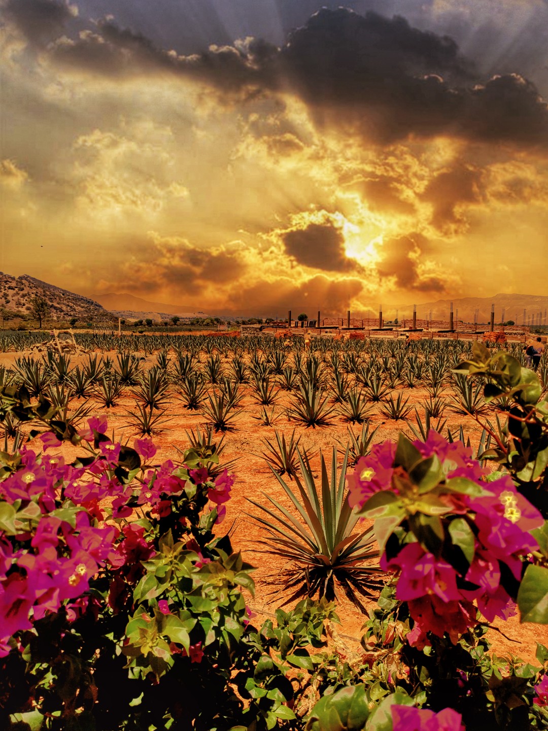 AGAVE AZUL, EL CORAZÓN DE JALISCO.