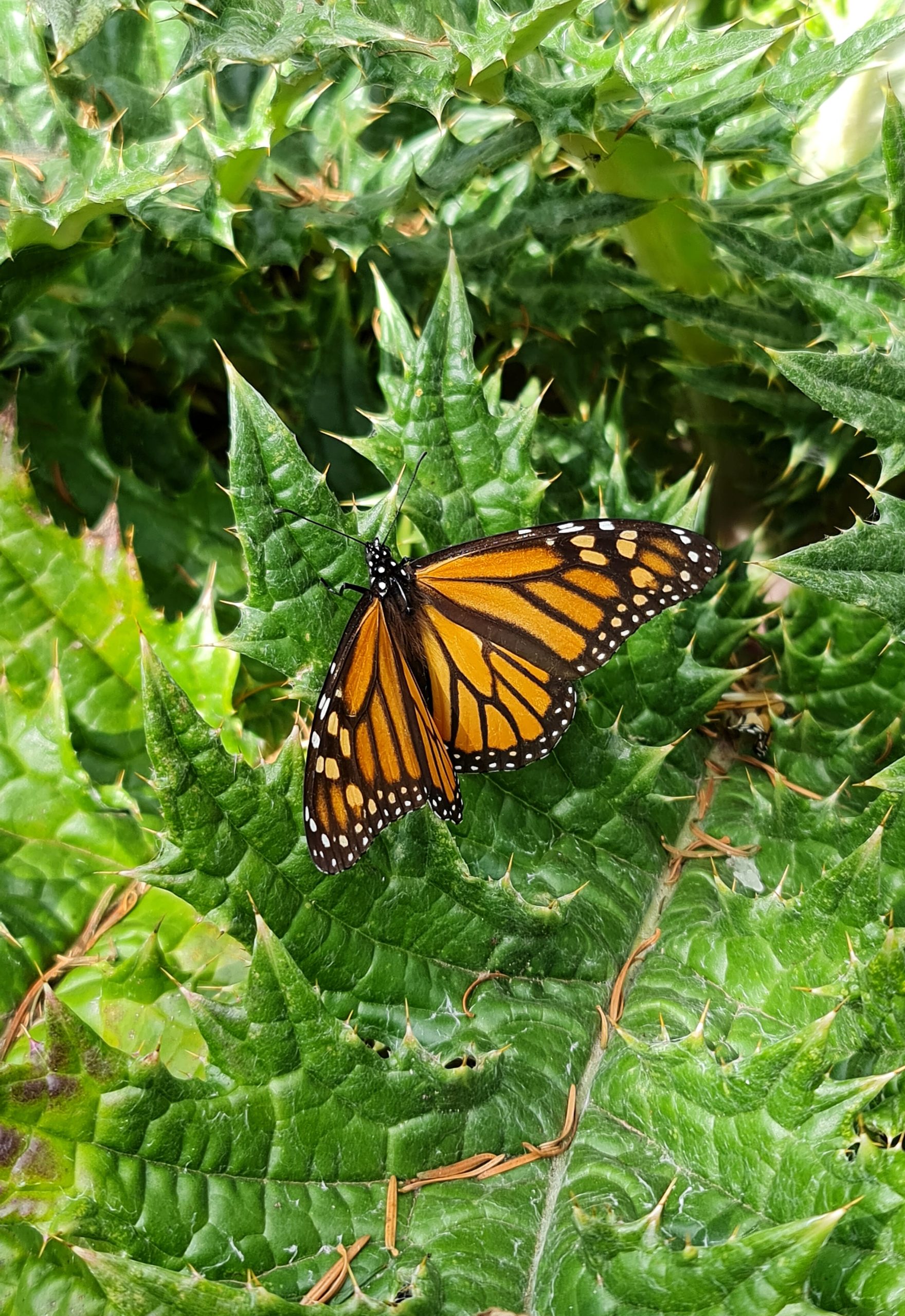 Biosfera de la mariposa monarca