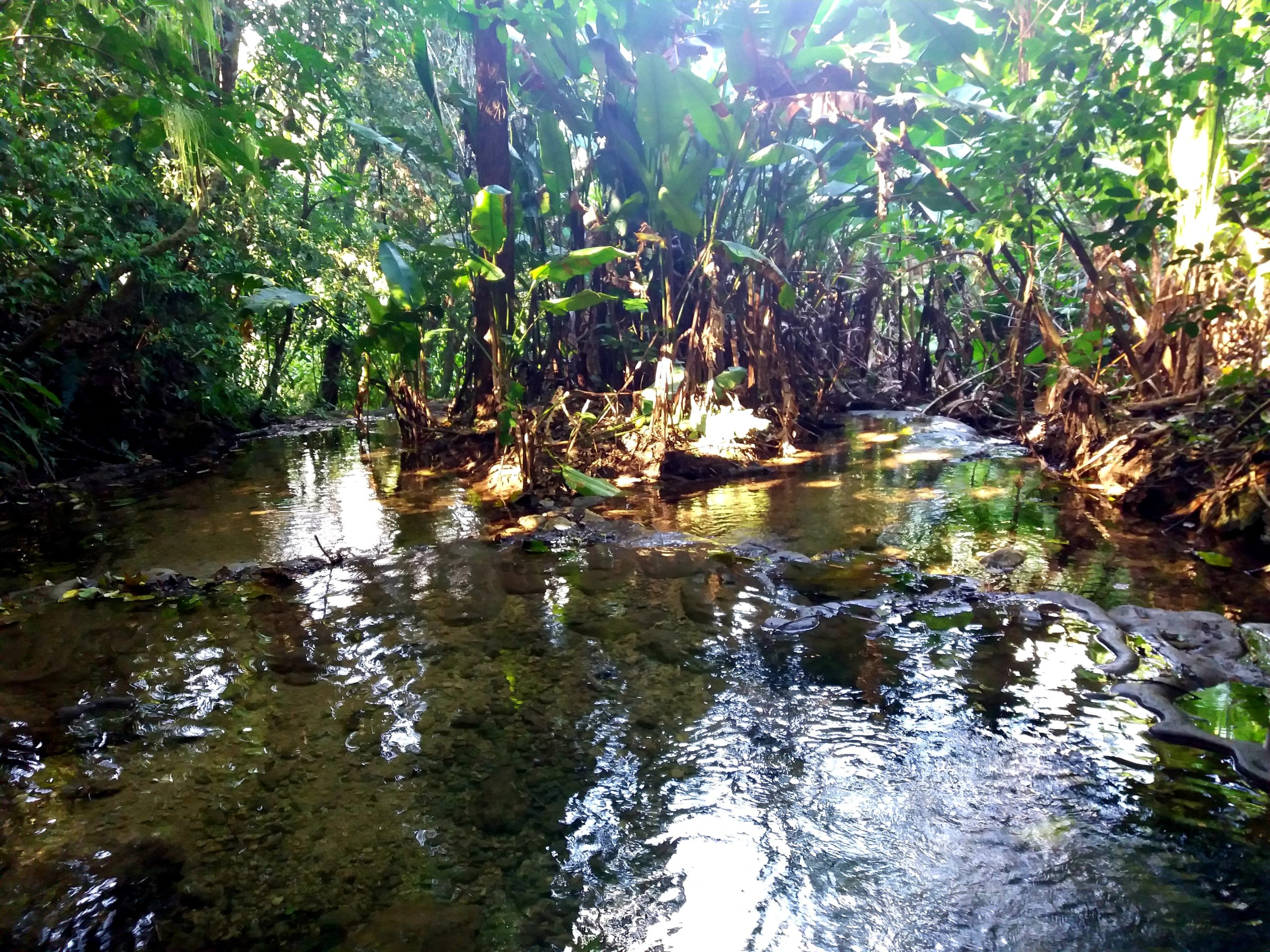 A TRAVÉS DE LA SELVA