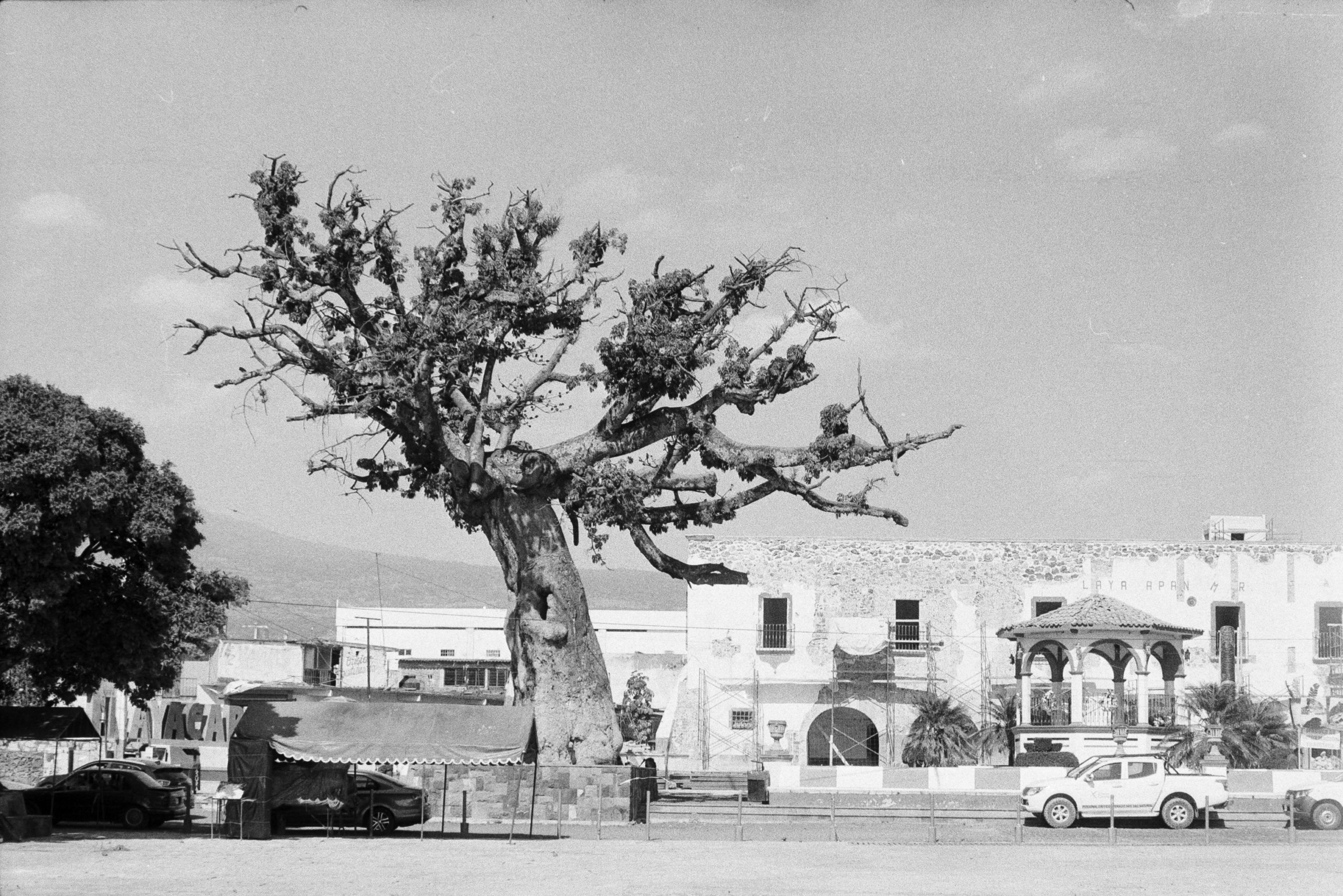 Árbol central de Tlayacapan