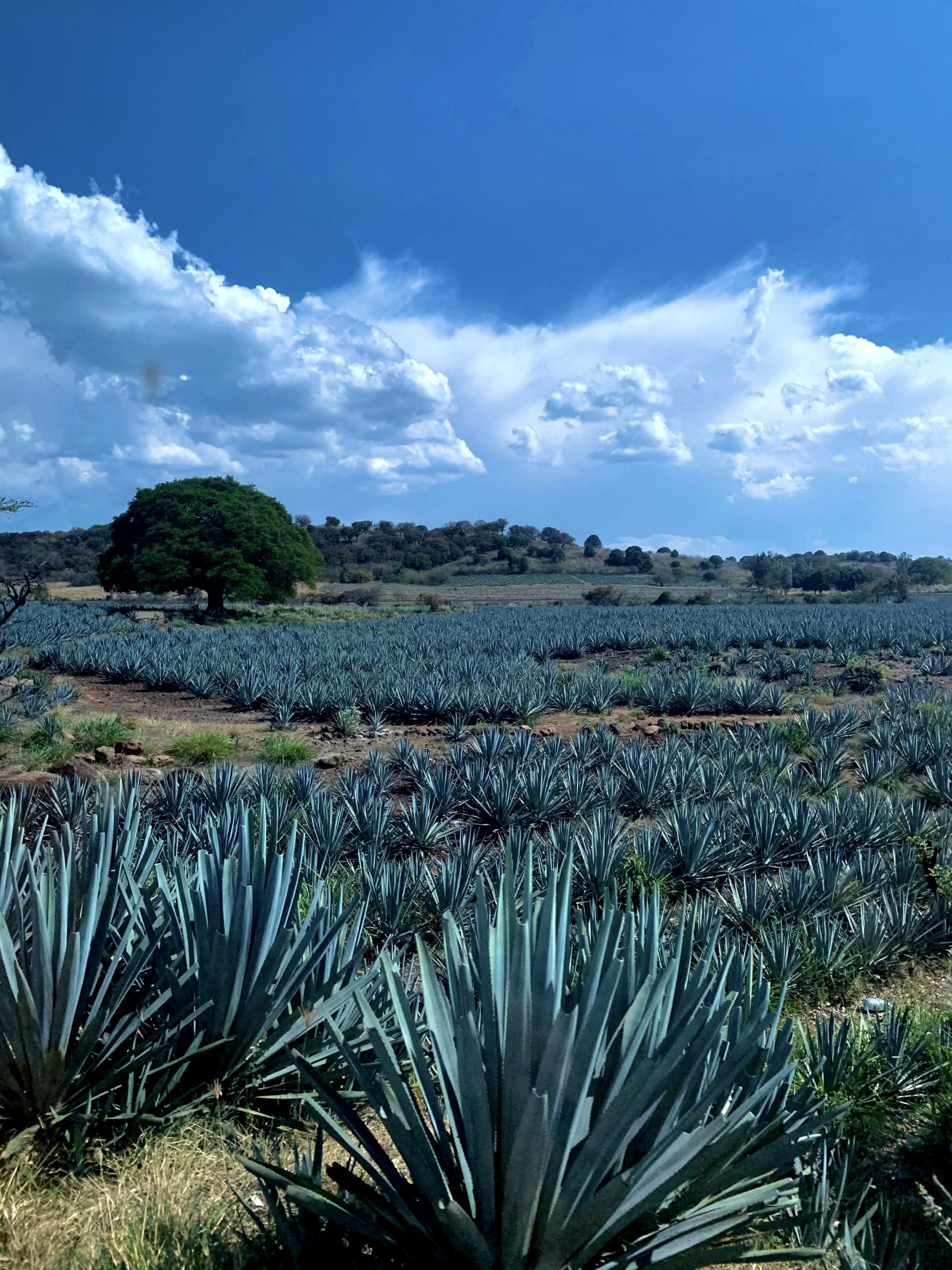 Blue agave