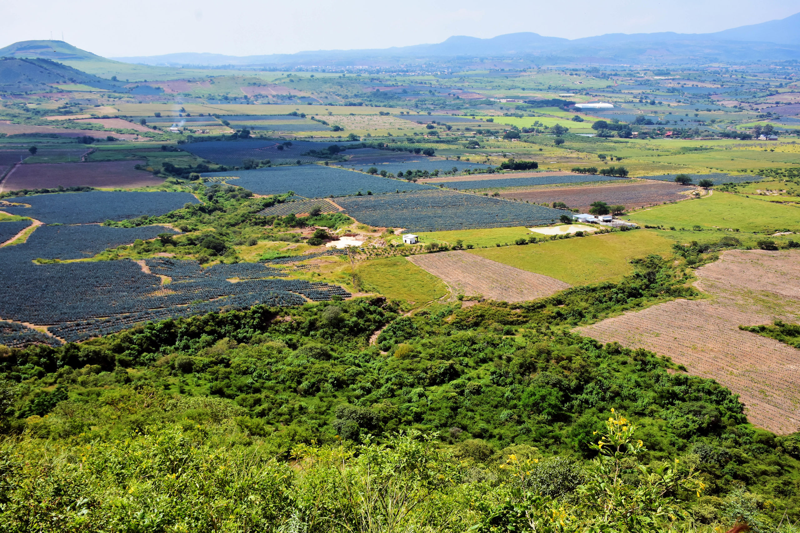 PAISAJE AGAVERO III