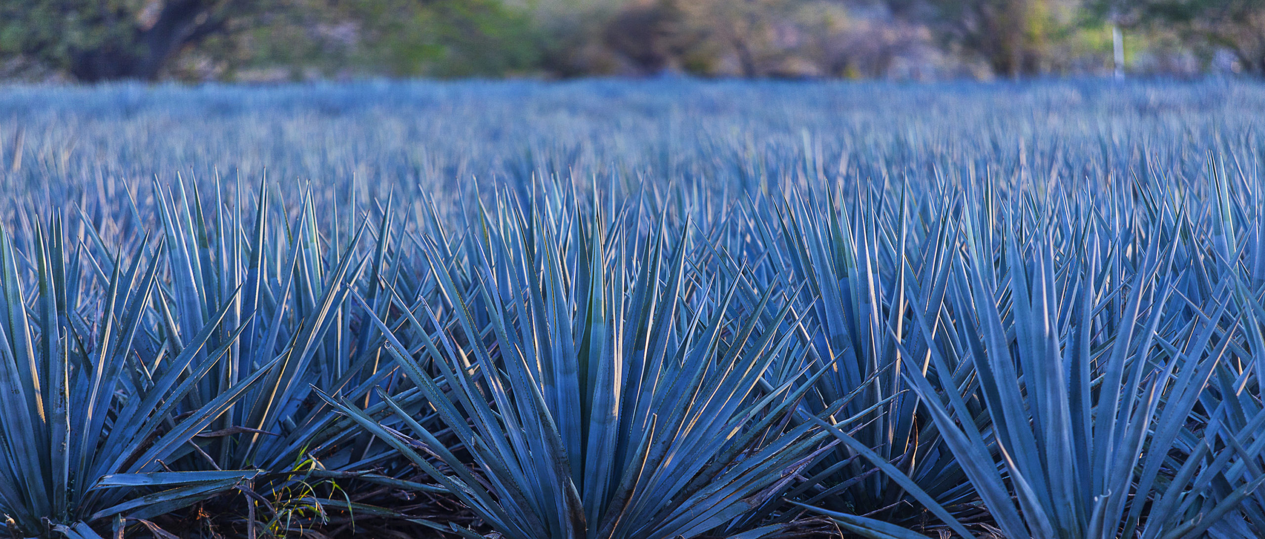 Agave Azul