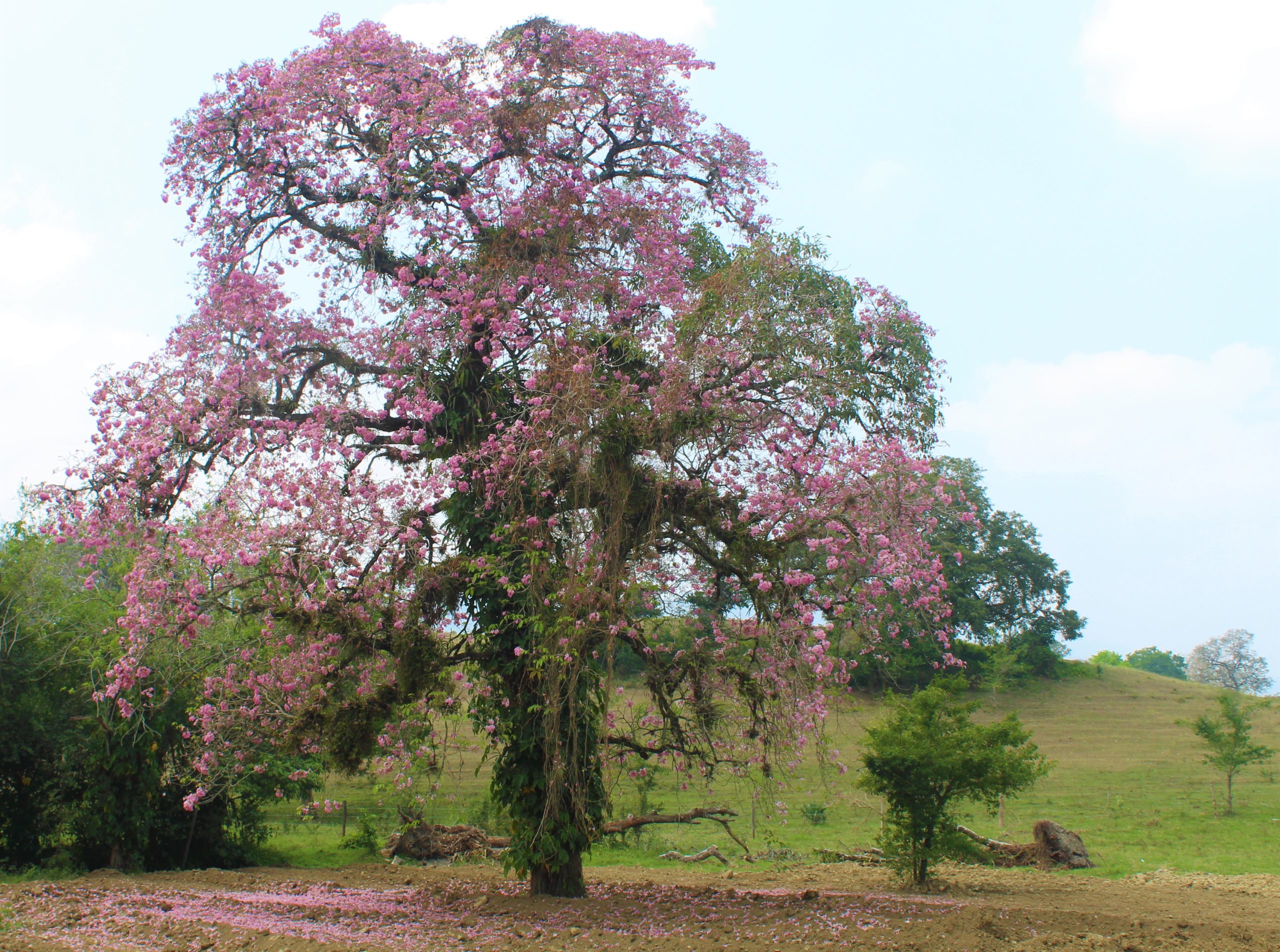 Aquismón en rosa