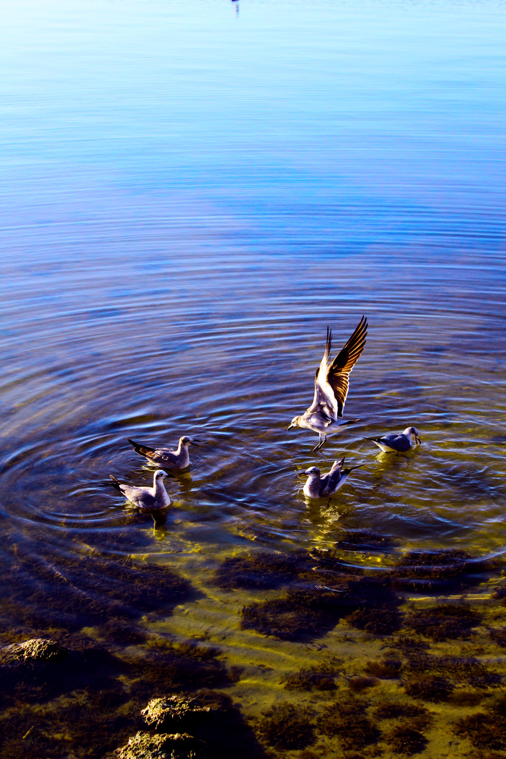 LAS AVES DE BACALAR