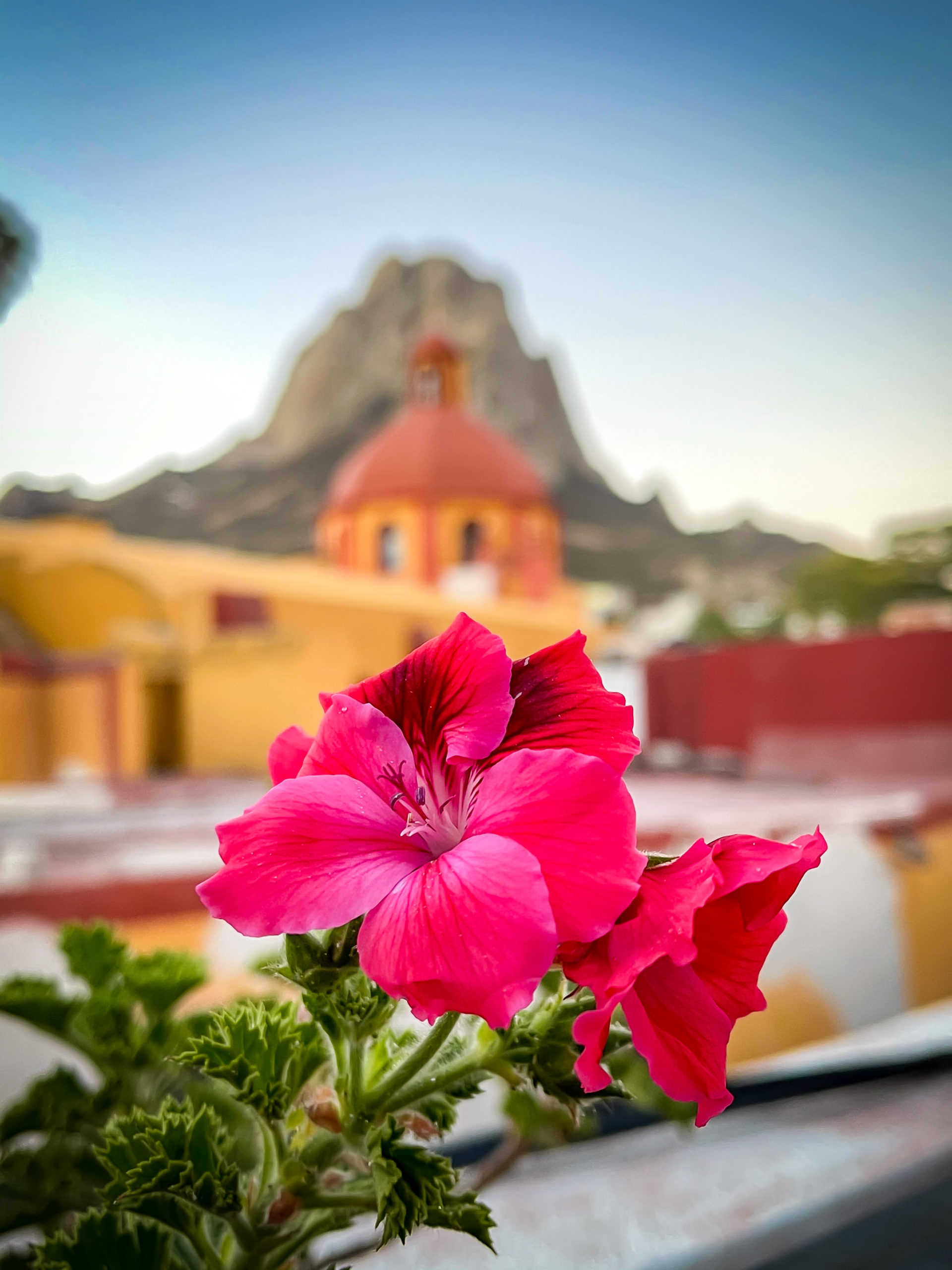 Flor y peña