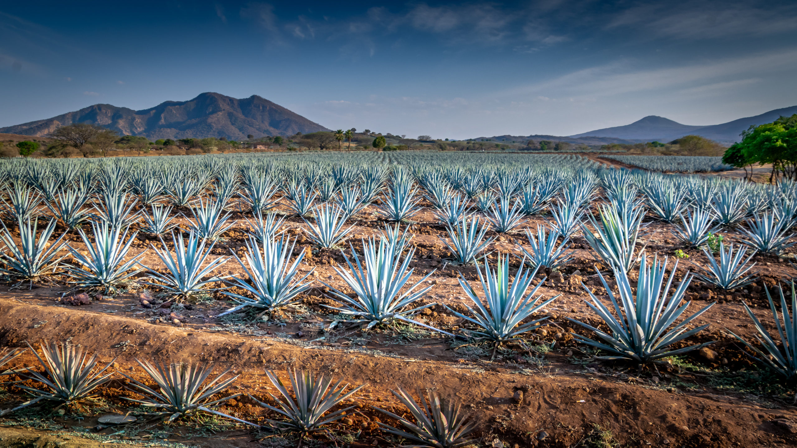 Agave azul Reto La mejor foto de México