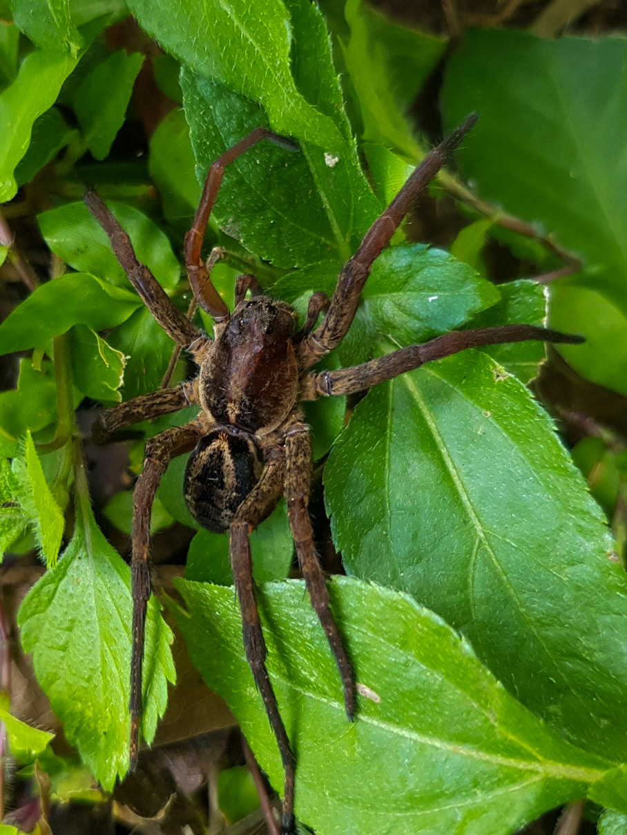 Araña en Palenque