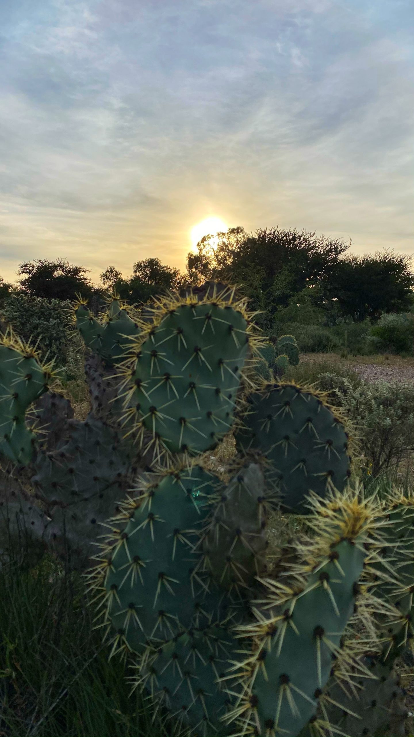 Atardecer semidesértico.