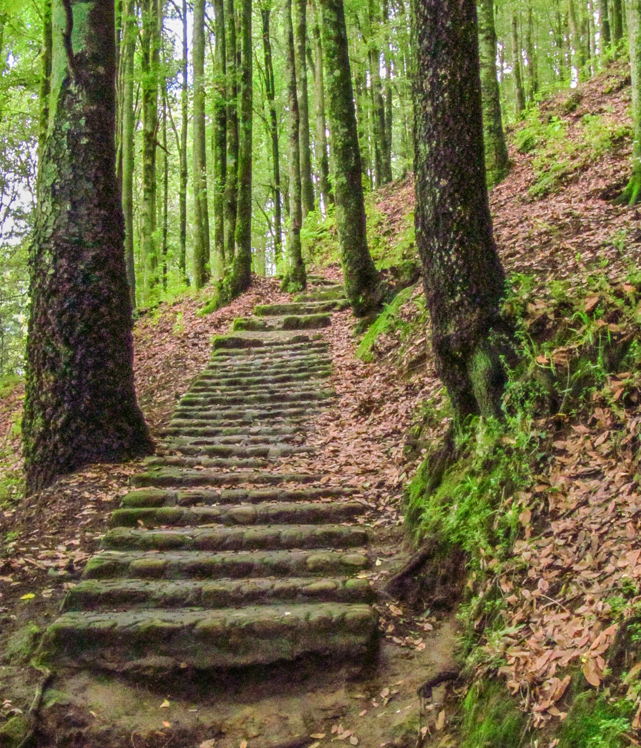 Escalera Al Cielo