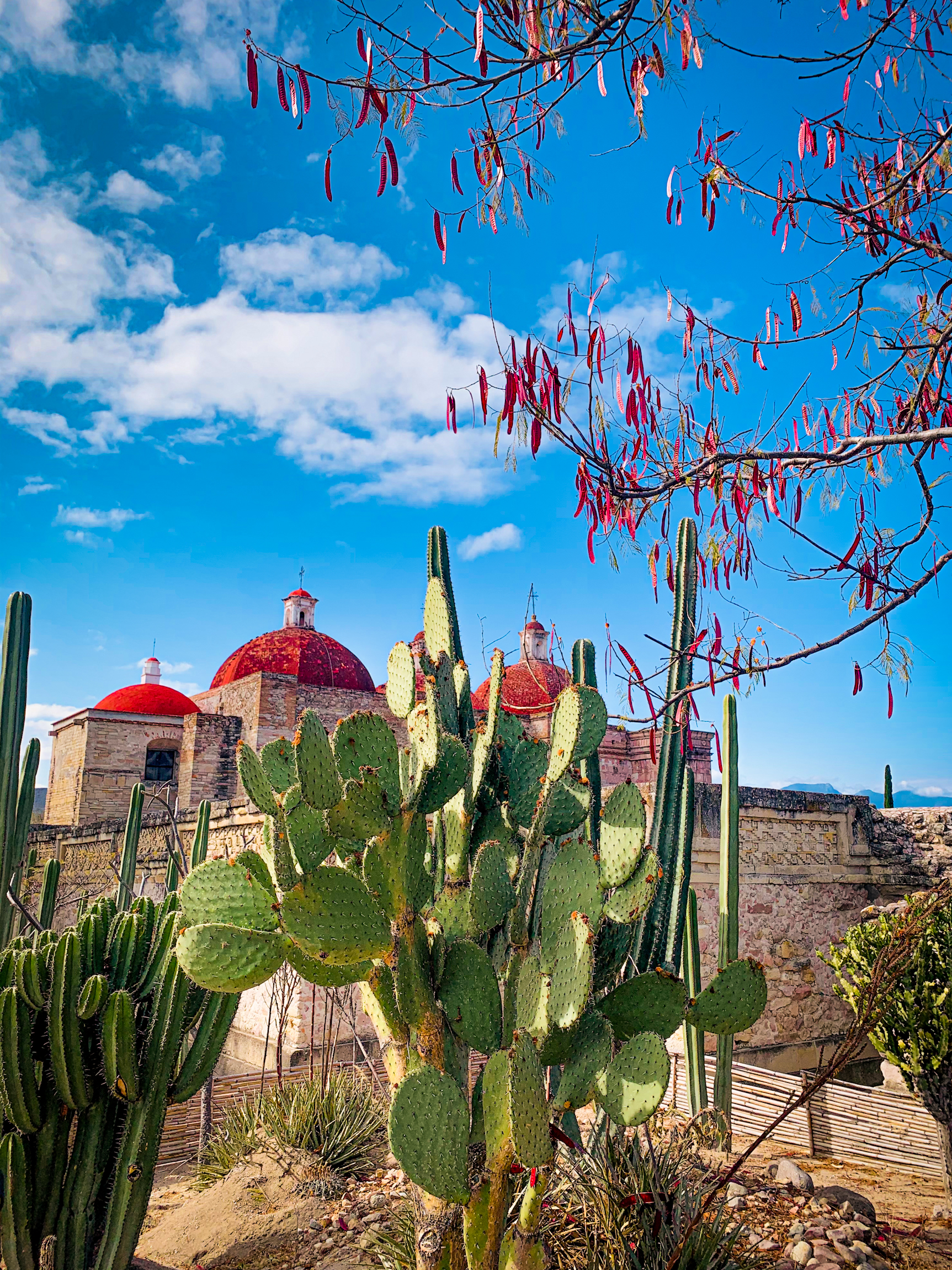 Entre nopales y cactus.