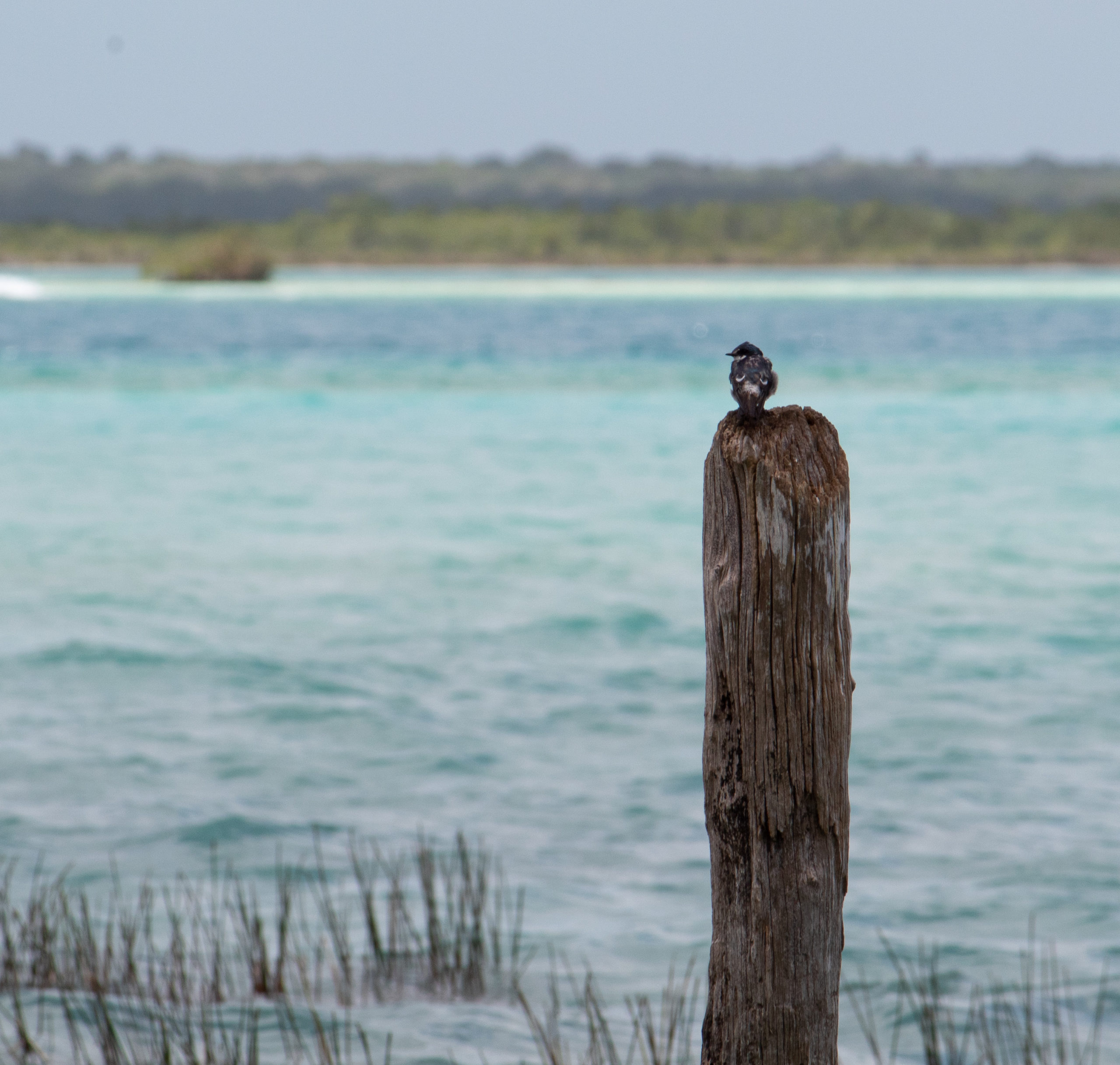 La fauna del paraíso