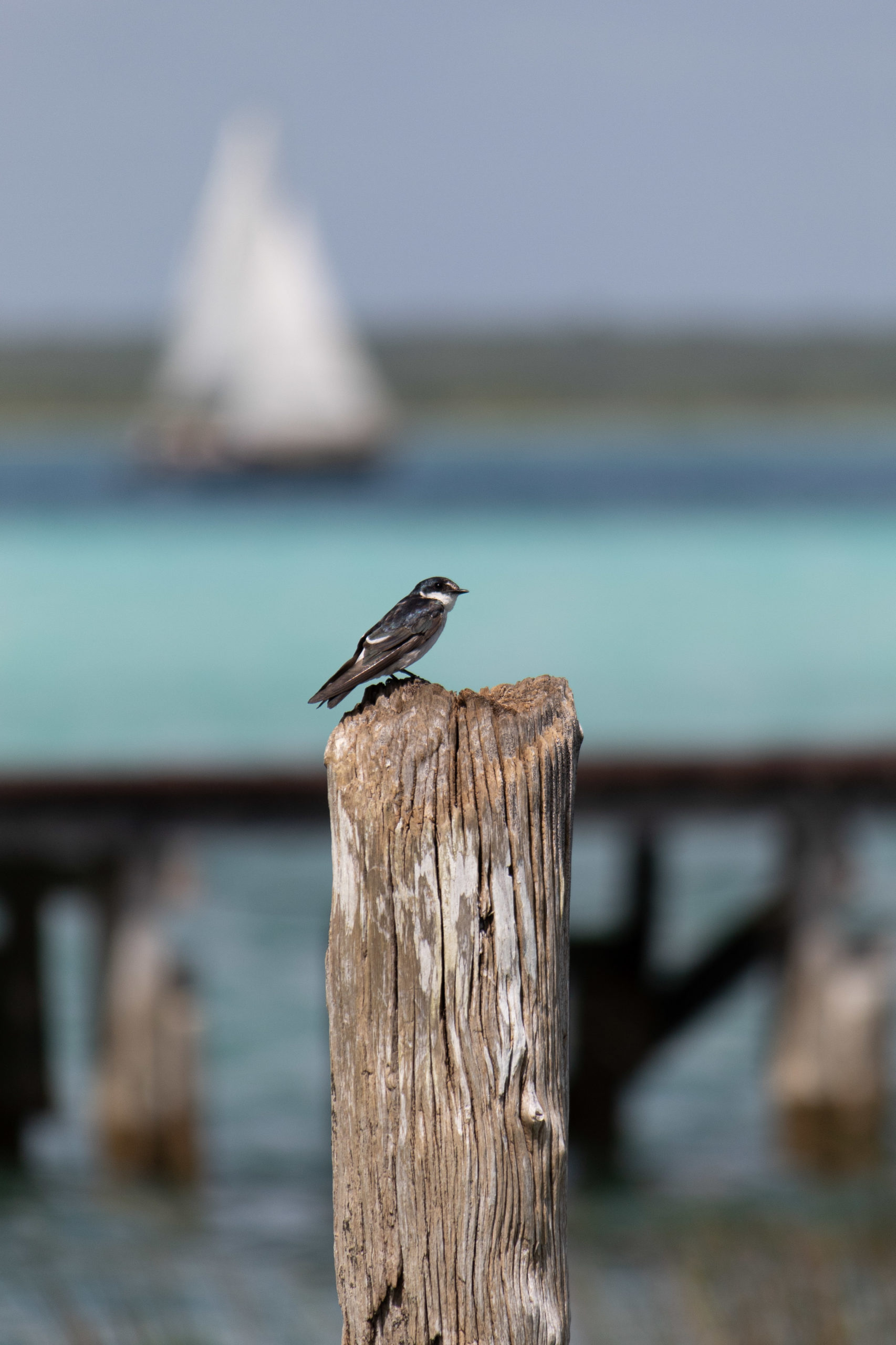 Golondrina manglera