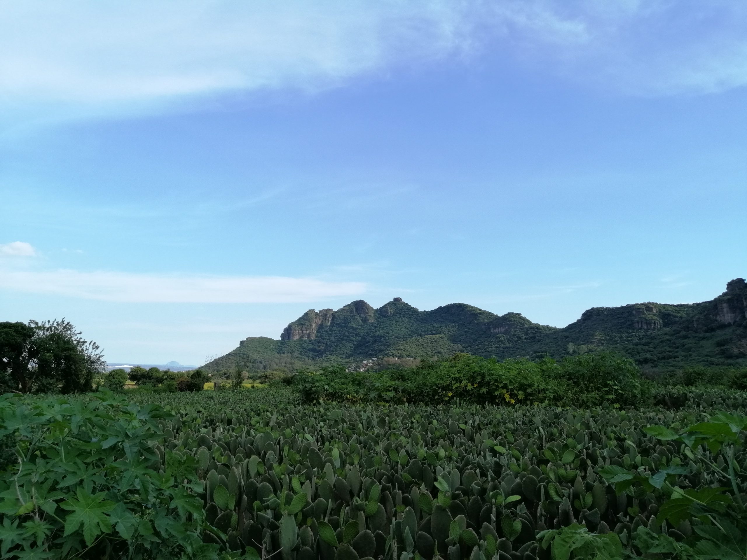 Una ventanilla al campo verde