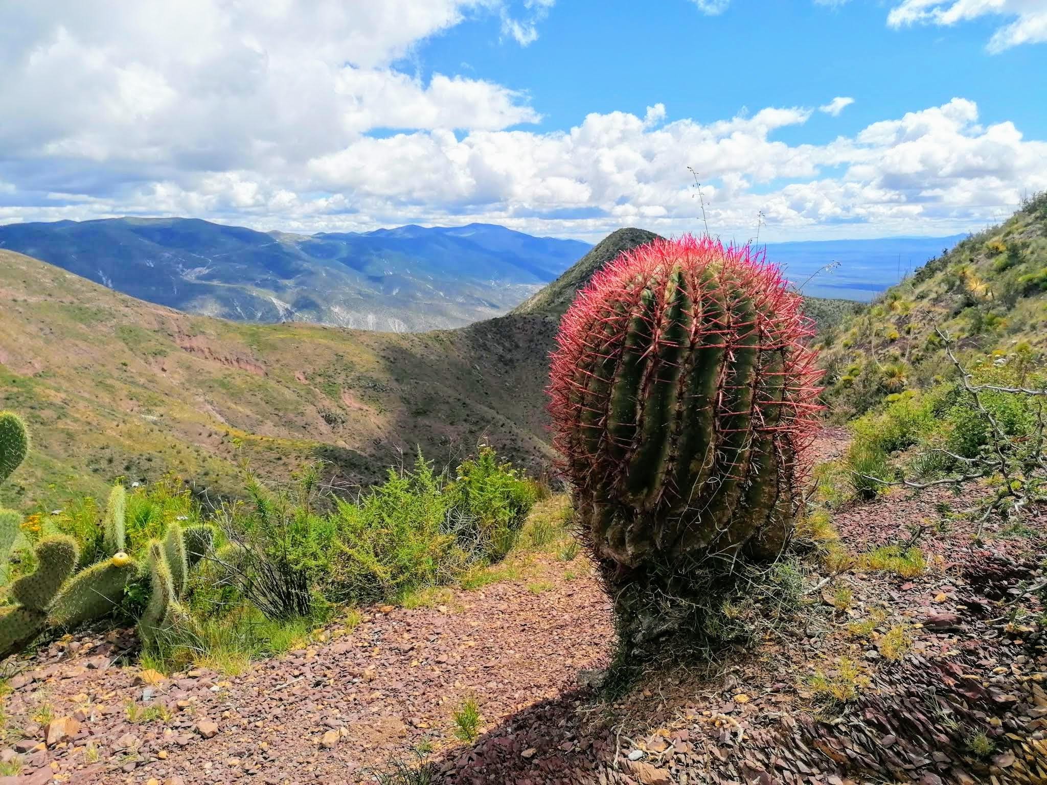 Biznaga de espinas rojas