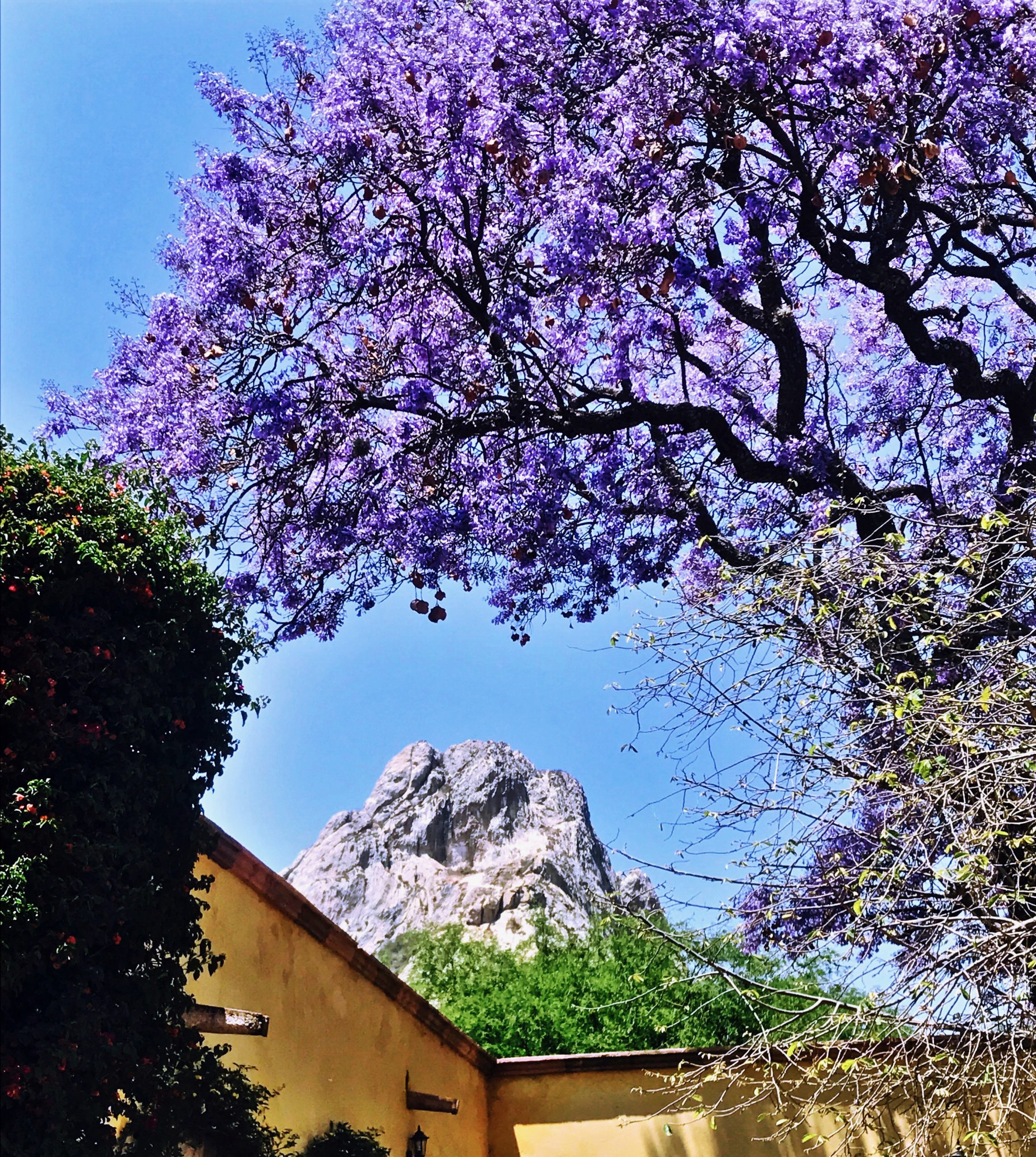 Bajo la sombra de la jacaranda