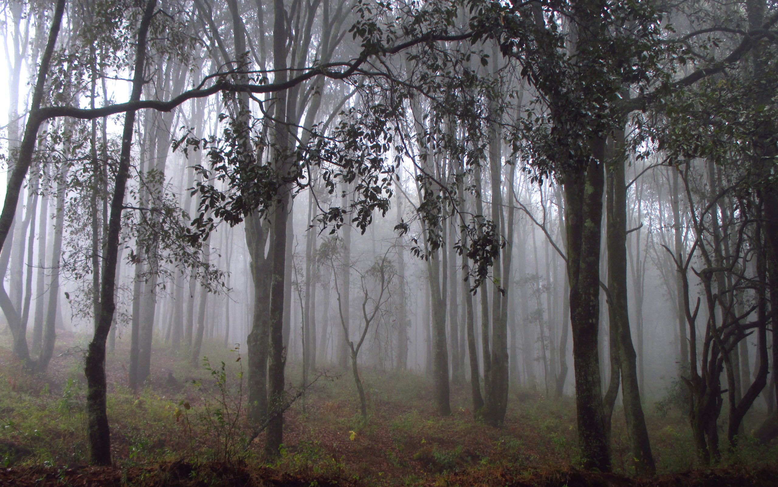 La Niebla