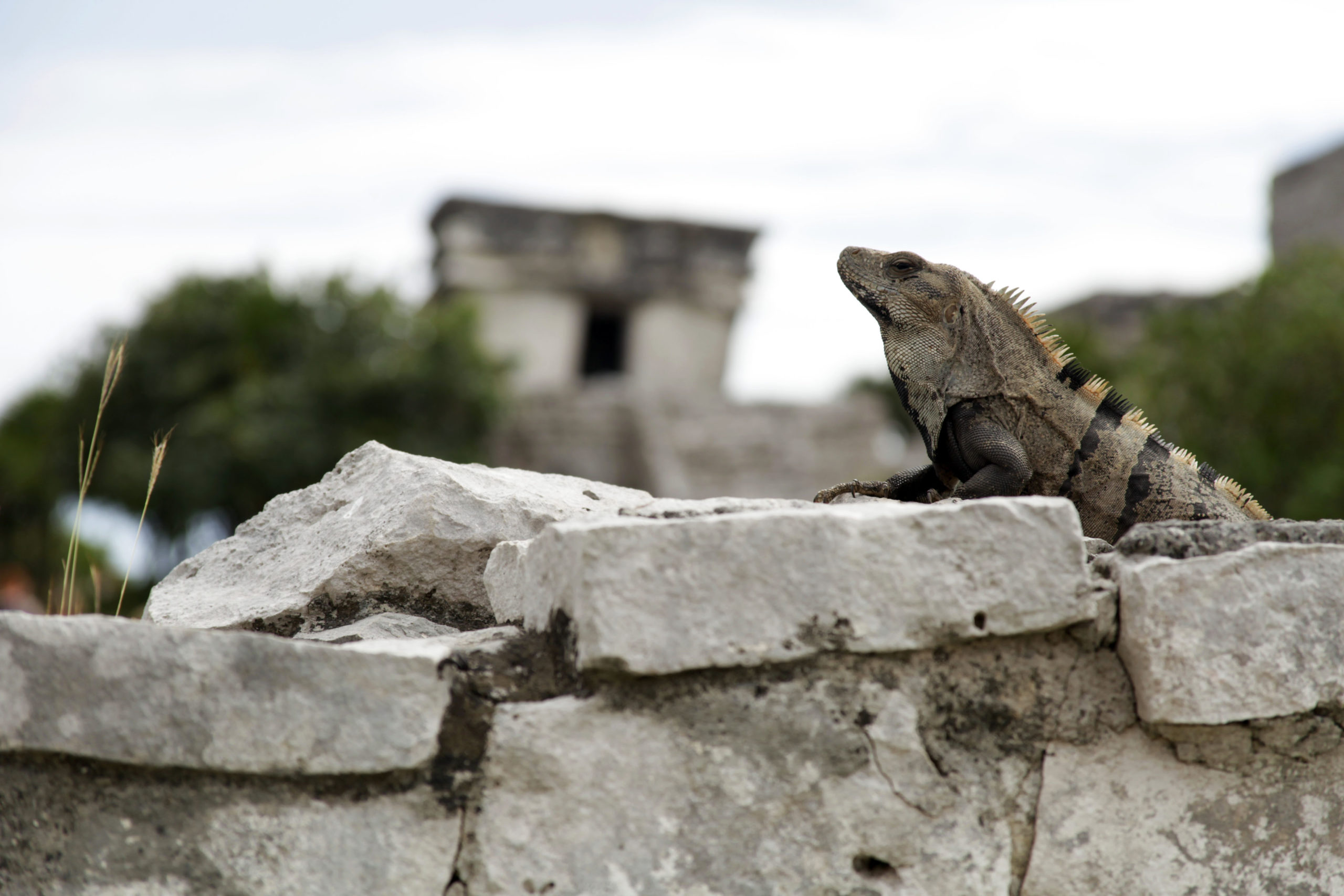 Rey Iguana