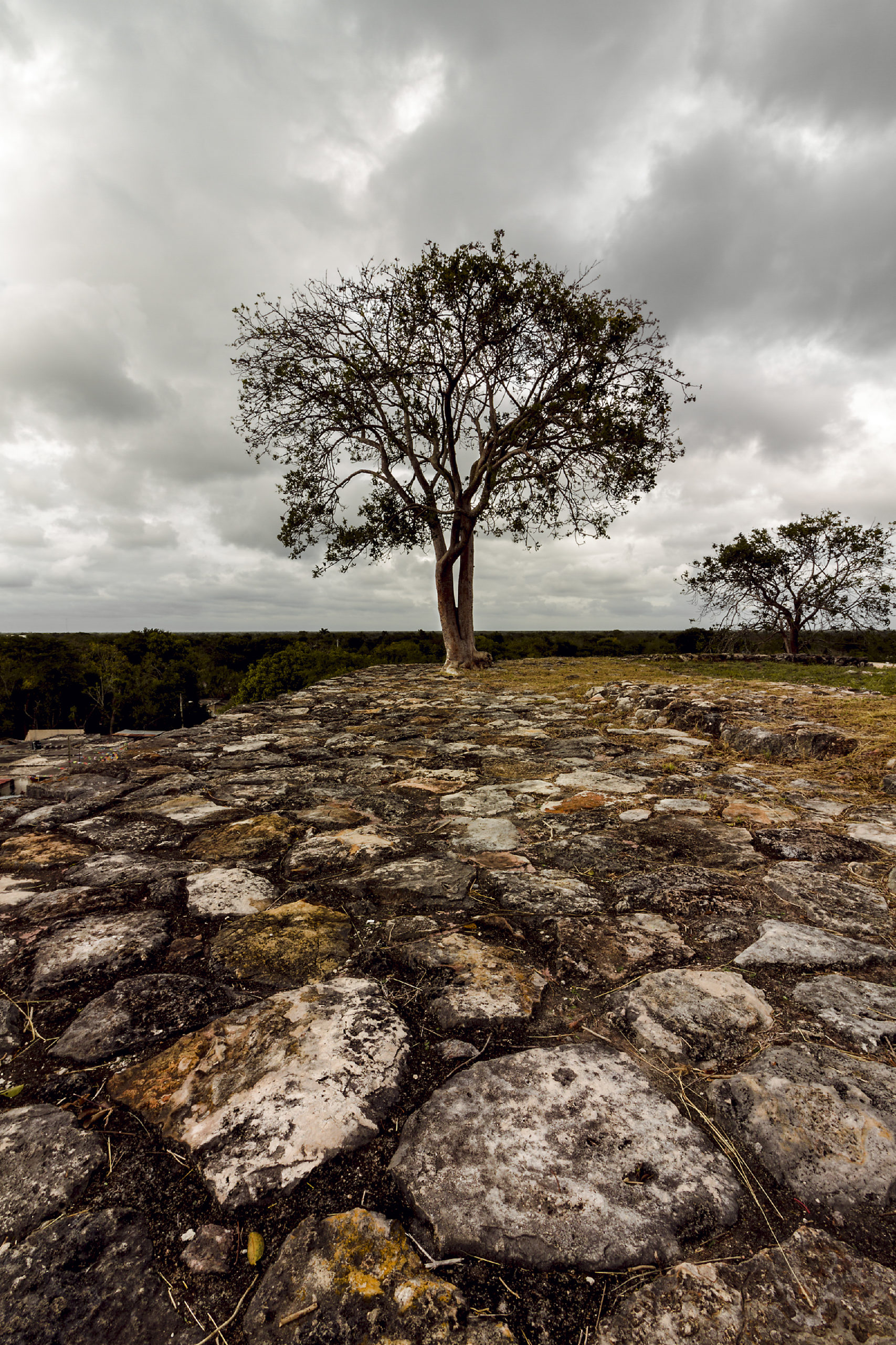 De raices fuertes