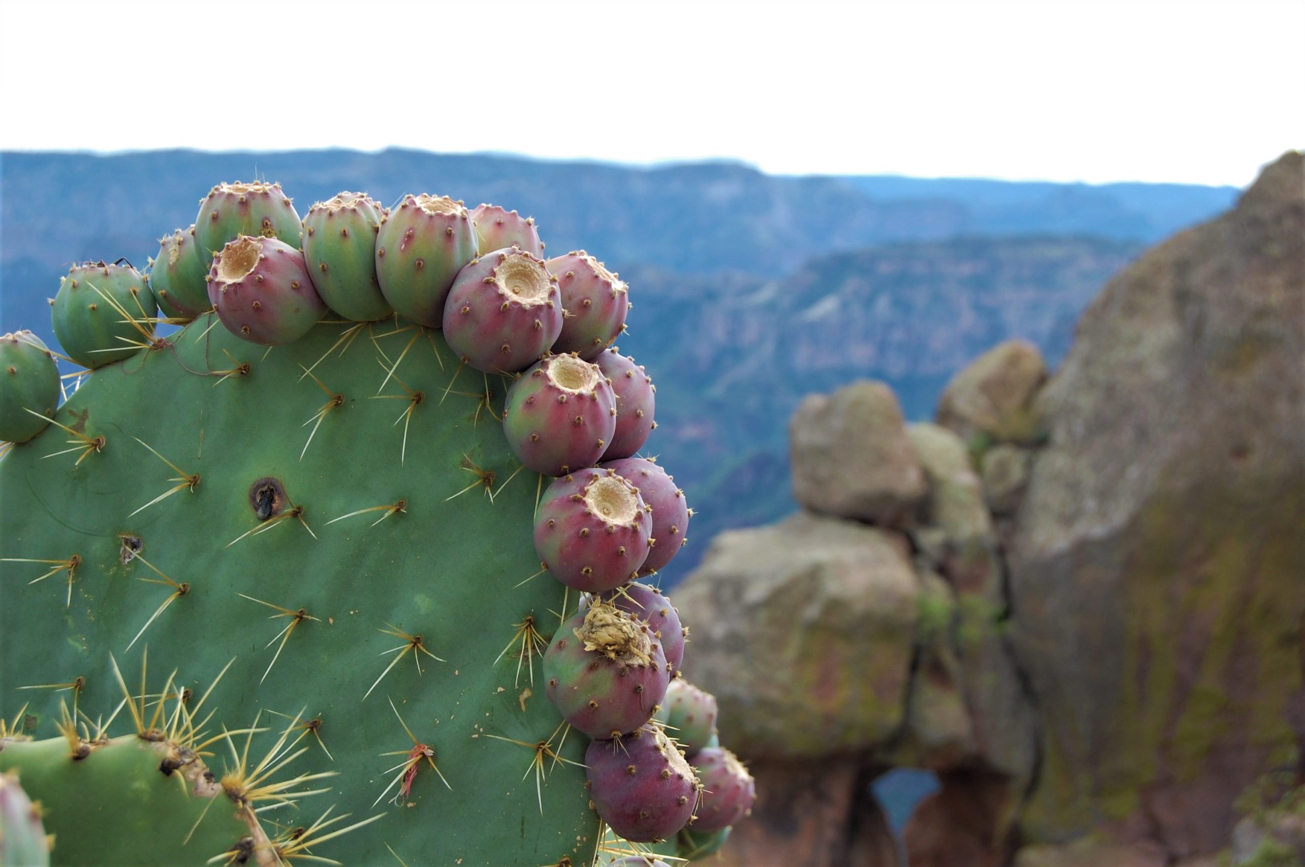 Nopal en Barrancas del cobre