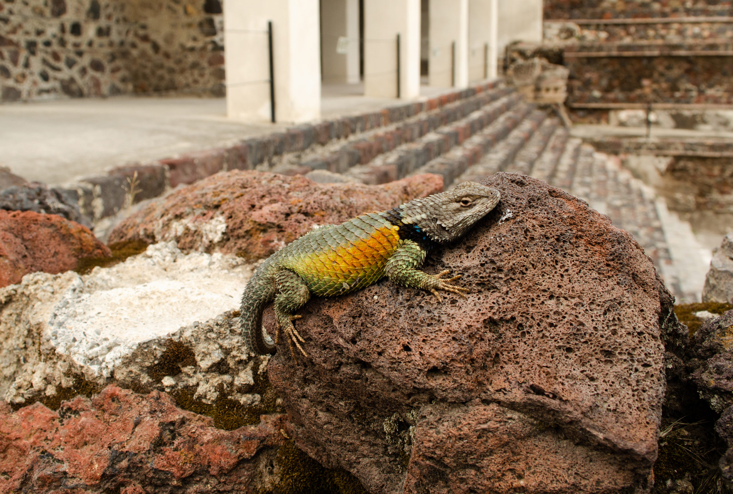 Lagartija espinosa tomando el sol