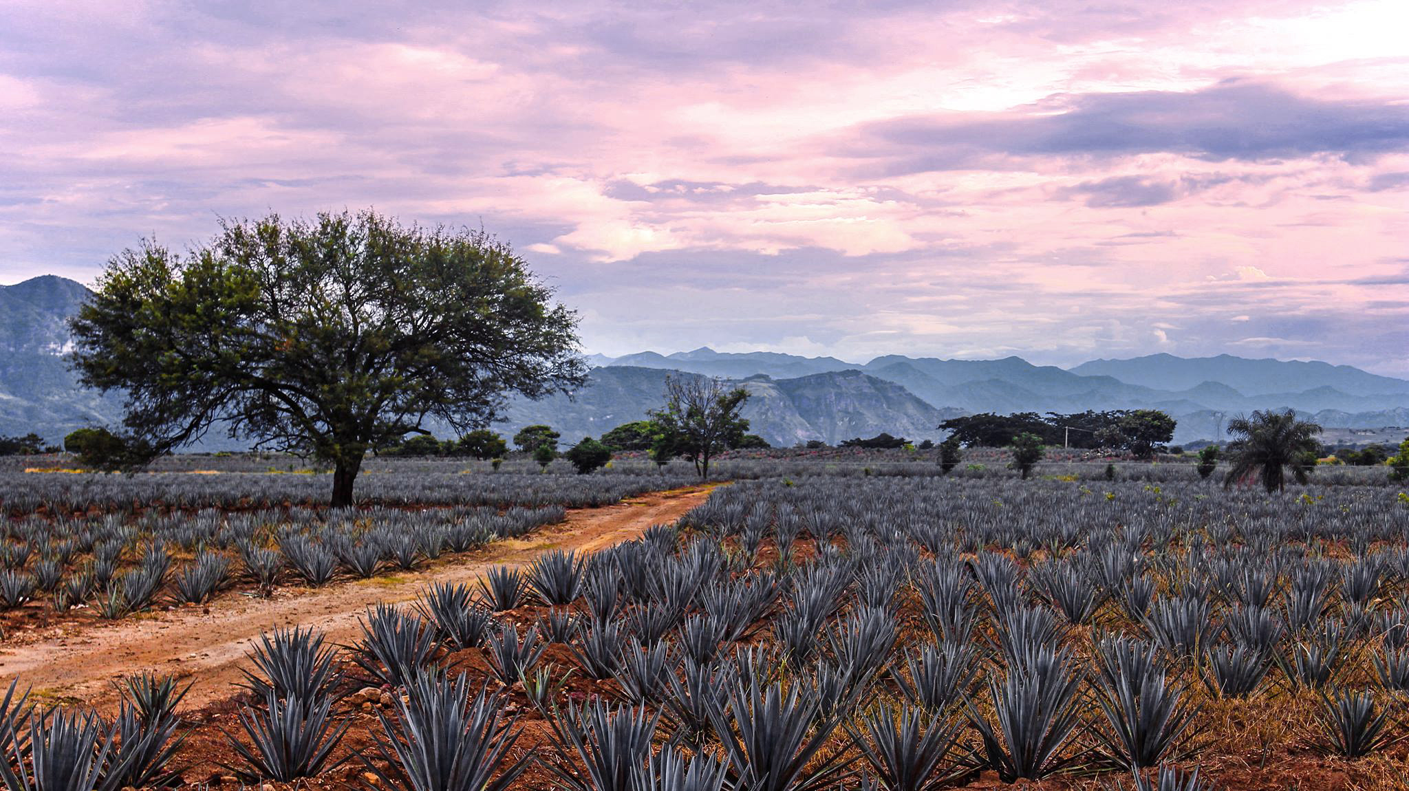 Los colores de Tequila