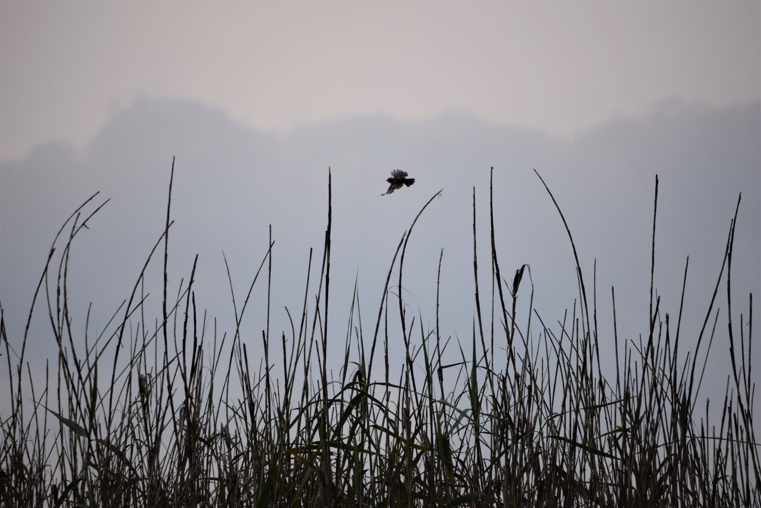 Vuelo en Isla Janitzio