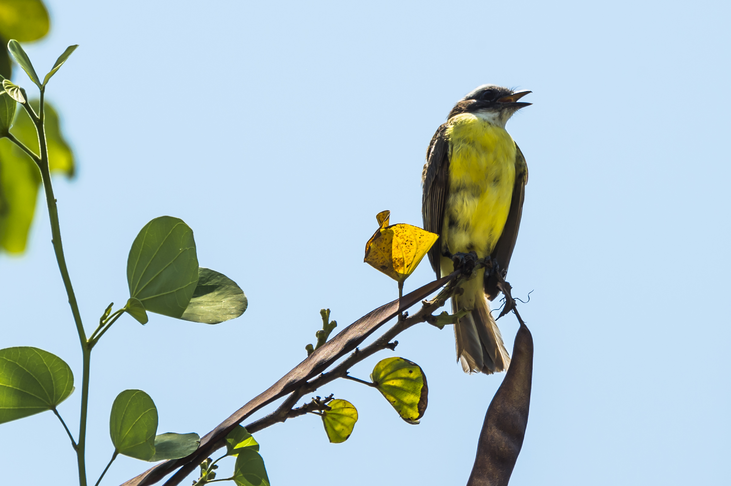 Habitante de Xilitla