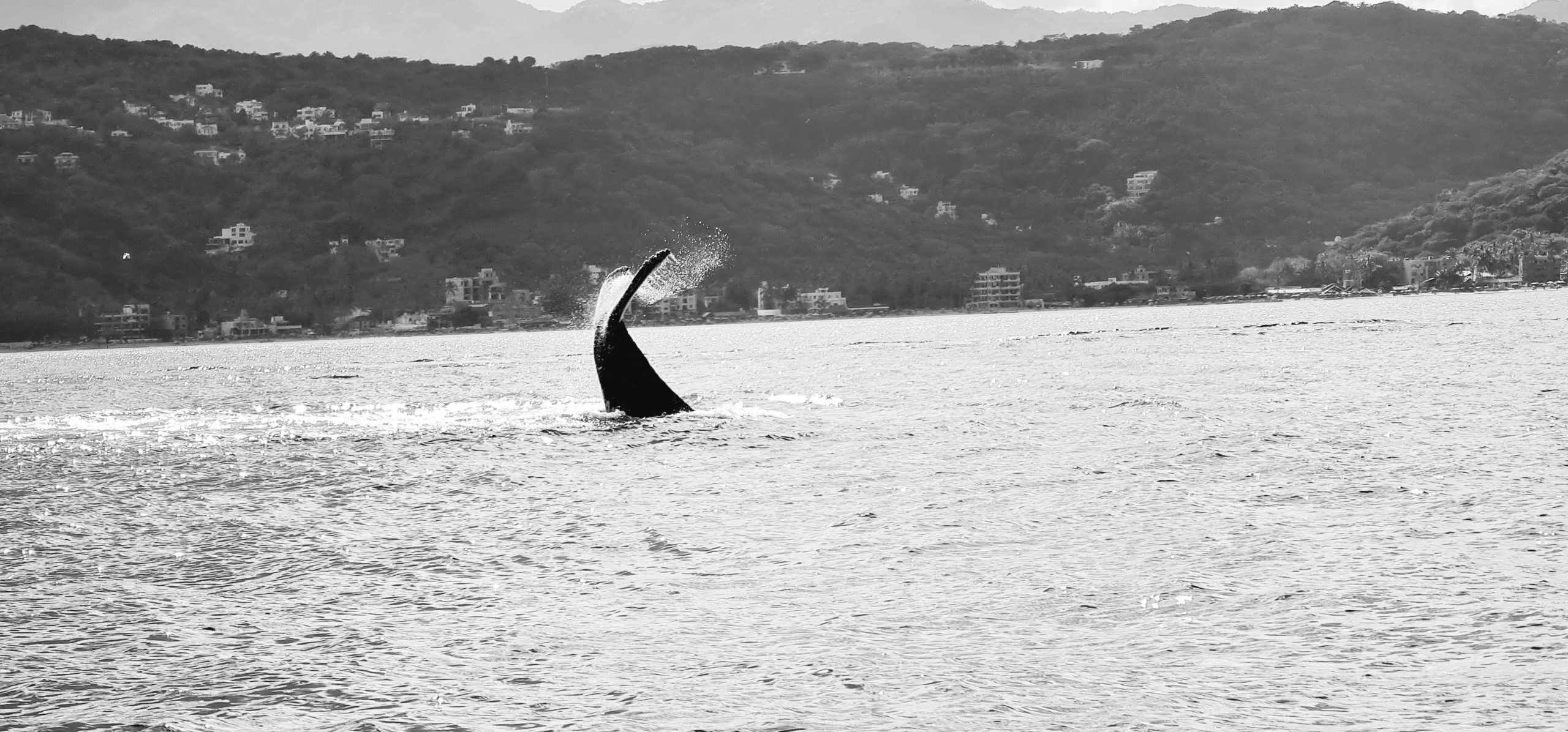 Ballena bebe jugando