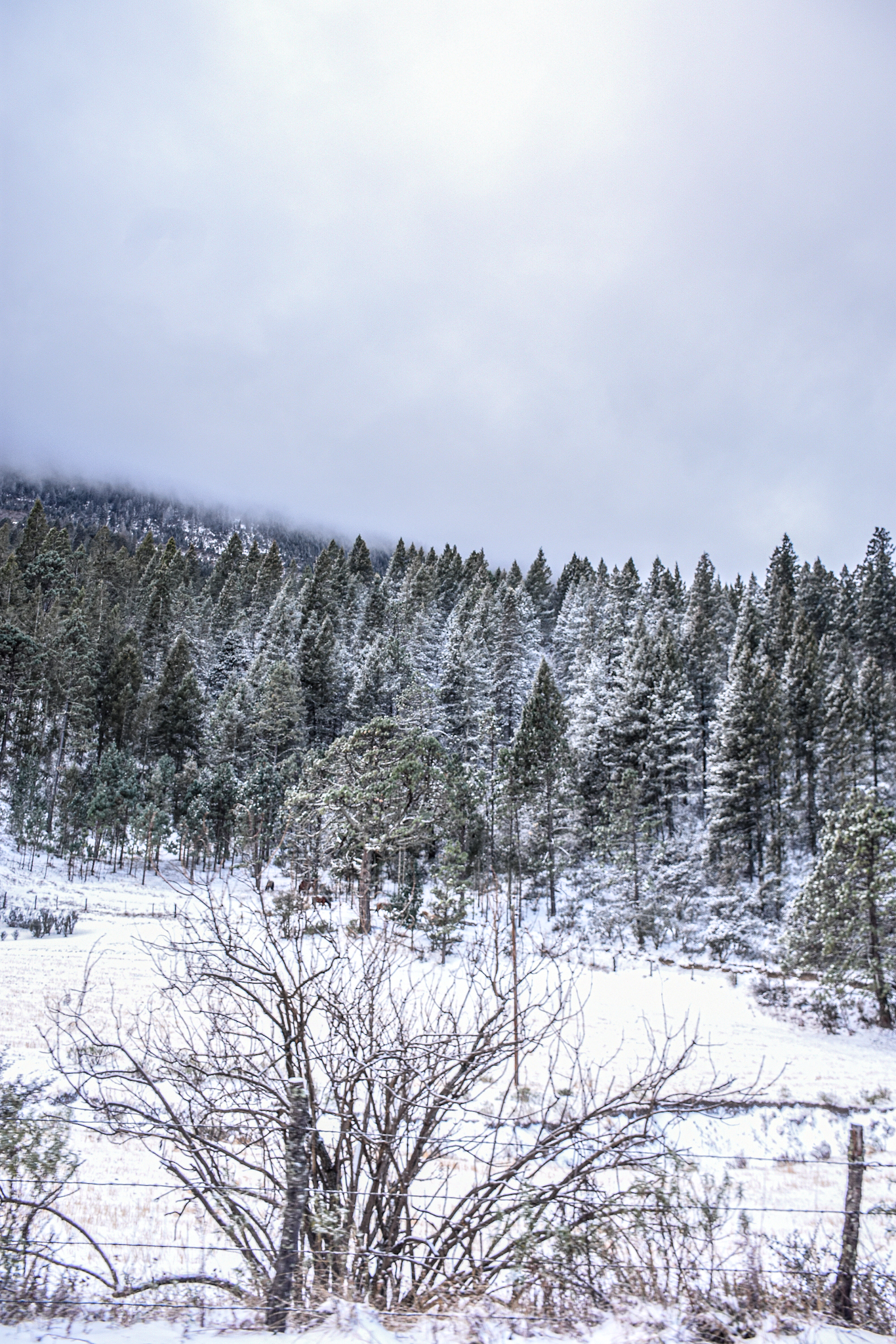 Bosques de Monterreal, Arteaga