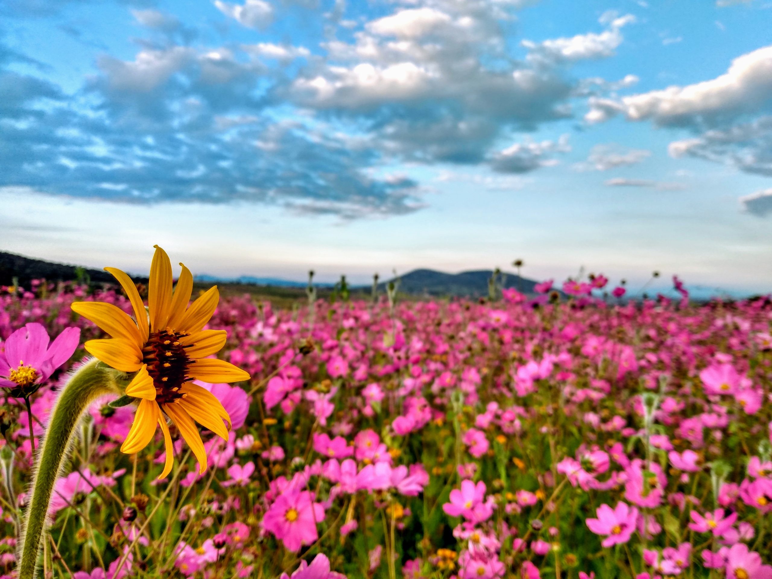 Cosmos vippinatus