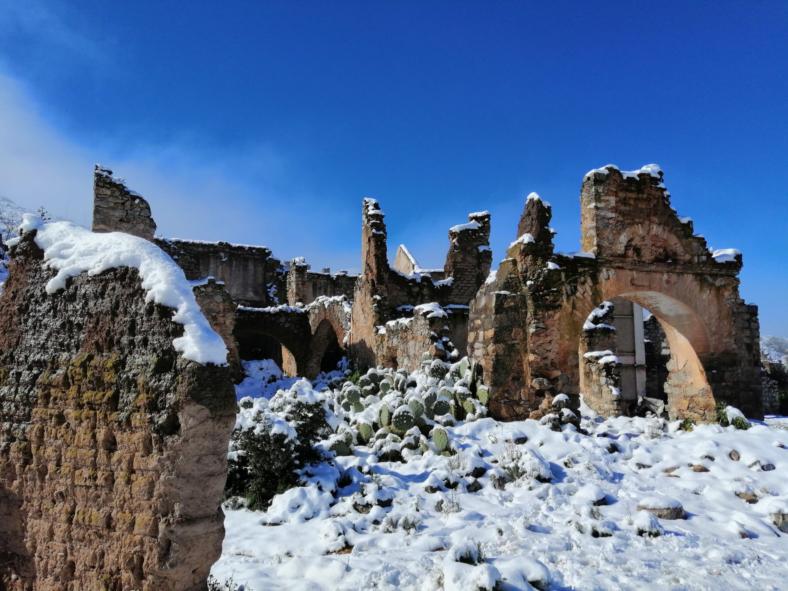 Nopal nevado