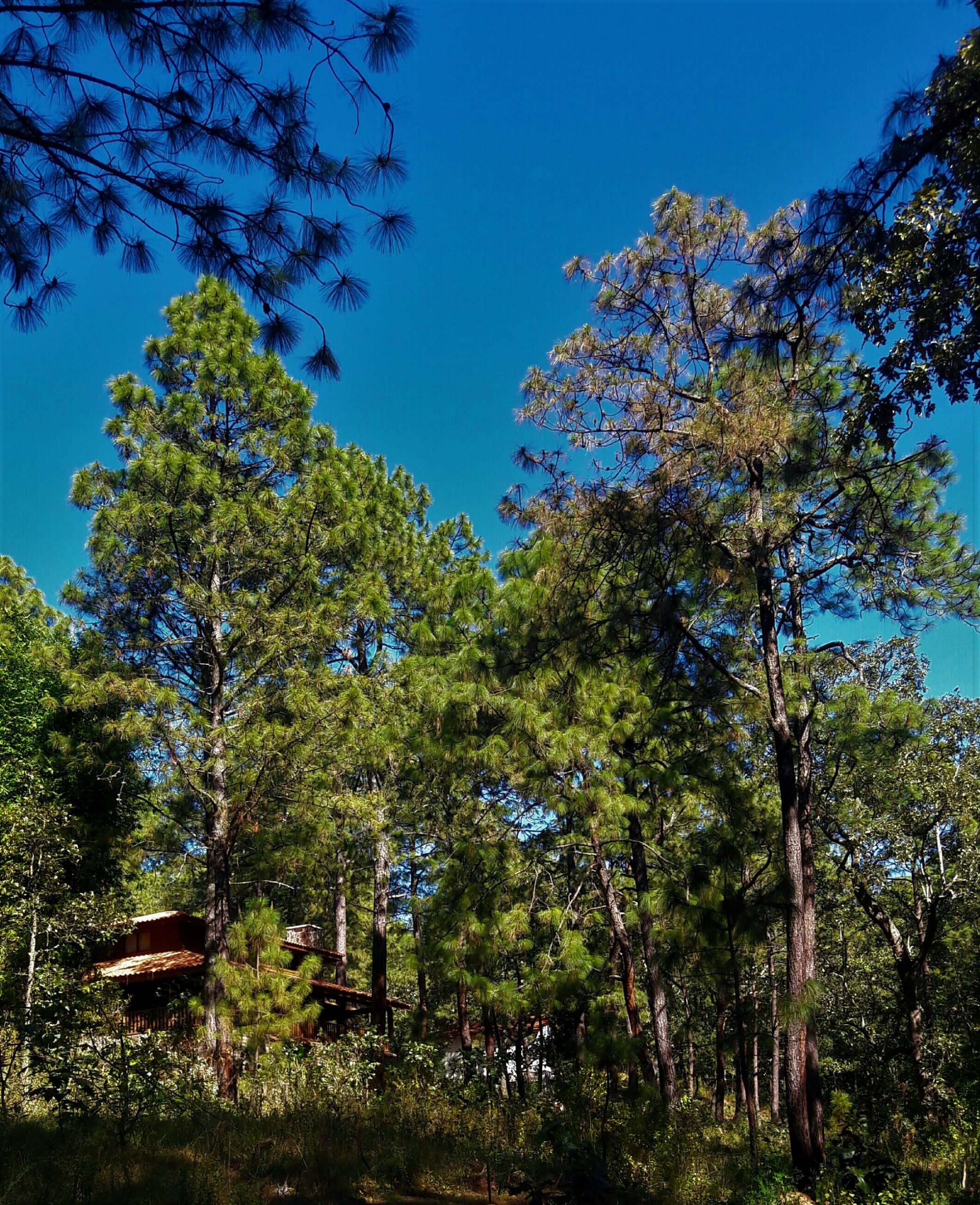 Bosque en Mazamitla