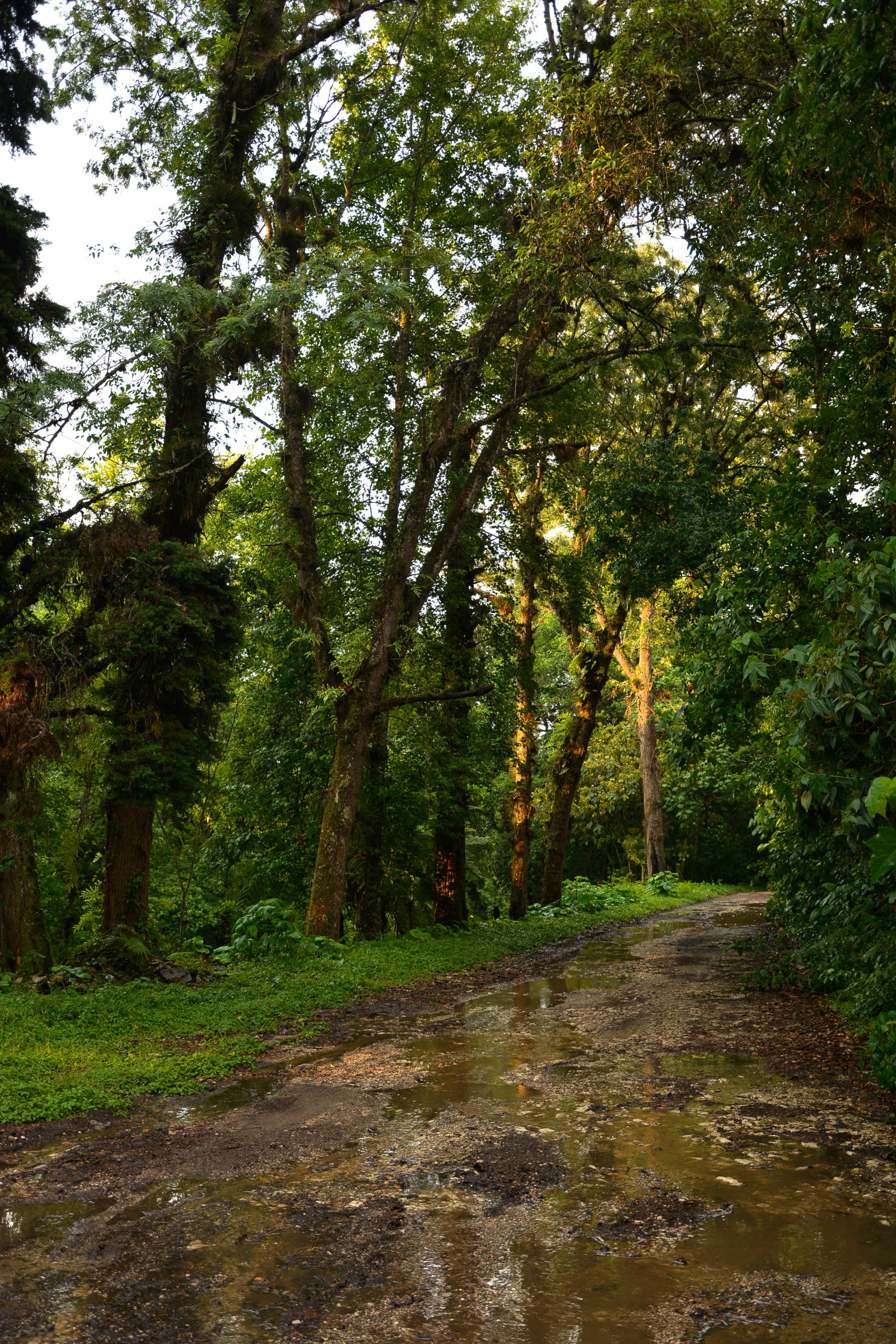 Hora Mágica en el Bosque de Niebla