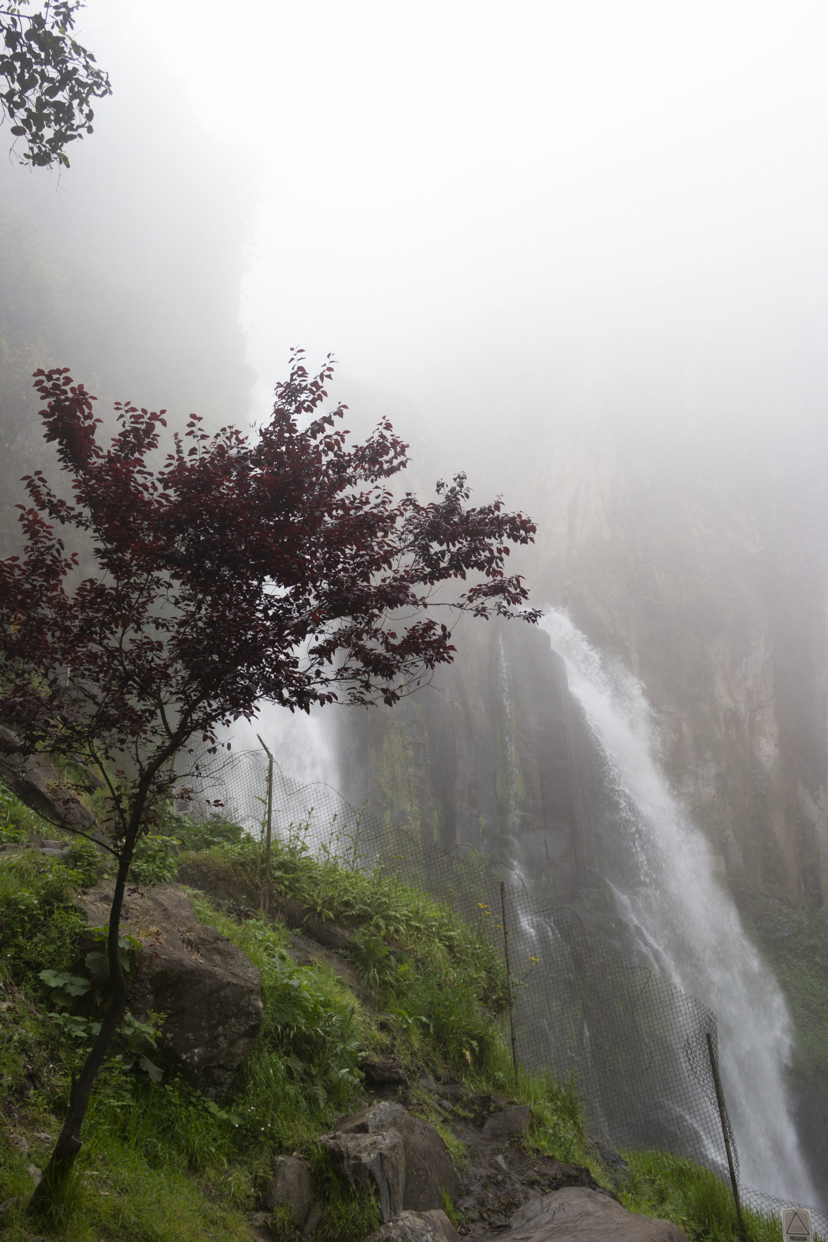 En la neblina